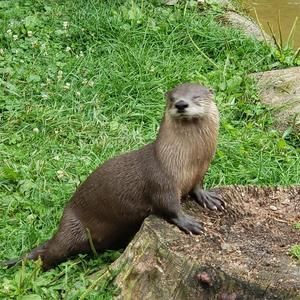 Meet your Posher, Joe